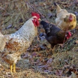 Pileći proljev - kako brzo liječiti kod kuće